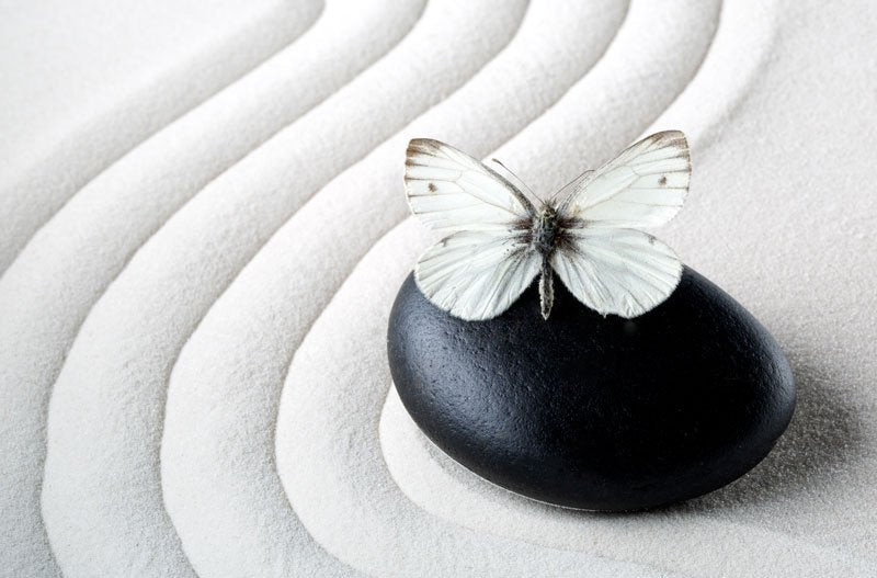 5 Reasons Why Butterflies Are Really Zen Masters in Disguise