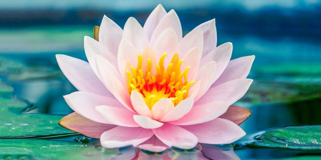 Why Don't Buddhist Teachings Include the Word "Love"