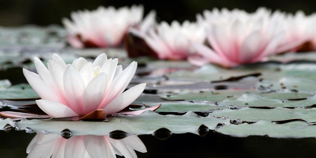 Where is the Buddha?