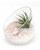 Rose Quartz and Rhodonite Gemstone Crystal Terrarium - Terrarium
