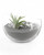 Clear Quartz Gemstone Crystal Terrarium - Terrarium