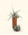 Zen - Inspired Terracotta Organic Tall Vase - Vases