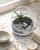 Rainbow Moonstone Gemstone Terrarium – Air Plant Arrangement in Glass Bowl with Black Sand - Terrarium