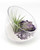 Amethyst Gemstone Healing Crystal Terrarium - Terrarium