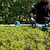 Makita DUN600LZ 18V LXT 600mm Brushless Pole Hedge Trimmer