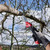 Milwaukee 4932500646 Compact Straight Folding Saw
