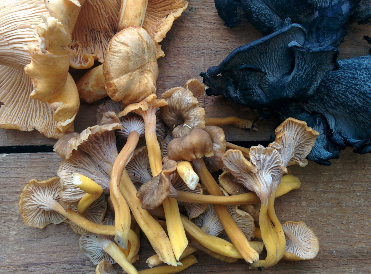 Fresh Golden Chanterelle Mushrooms priced per pound