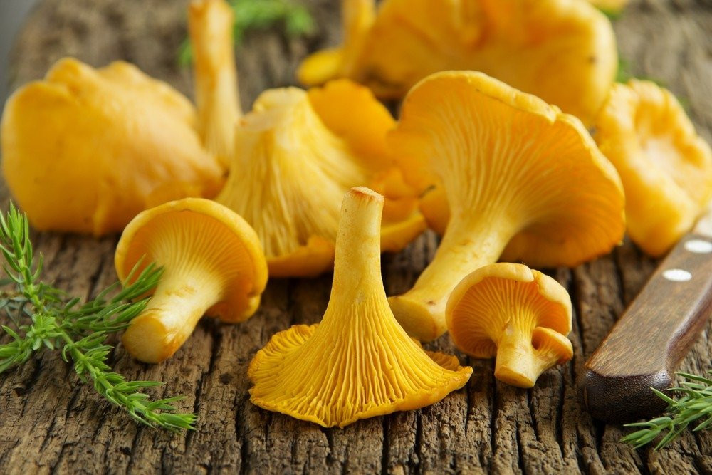 Fresh Golden Chanterelle Mushrooms priced per pound