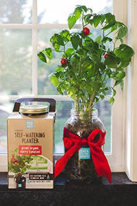 Self Watering Tomato Planter - Back to the Roots Self Watering Tomato Planter - Back to the Roots