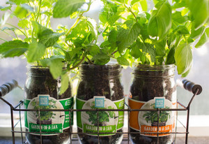 Garden-in-a-Jar (3-pack) Basil, Cilantro & Mint - Back to the Roots Garden-in-a-Jar (3-pack) Basil, Cilantro & Mint - Back to the Roots