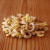 Organic Flavored Pasta - many flavors & pasta shapes available Organic Flavored Pasta - many flavors & pasta shapes available