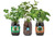 Garden-in-a-Jar (3-pack) Basil, Cilantro & Mint - Back to the Roots Garden-in-a-Jar (3-pack) Basil, Cilantro & Mint - Back to the Roots