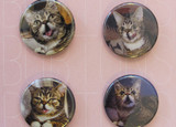 Bubtons: Buttons for Lil Bub