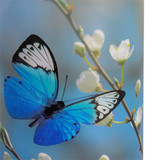 Butterfly Blossom Scattering Tube - Close Up Detail