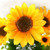 2 PCS Creative Elegant Artificial Bouquet Sunflower Wedding Party Decoration