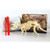 Assembled Triceratops Skeleton Archaeological Excavation Toys Simulation Fossil Model Manual Toys