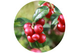 Ingredient Spotlight: The Benefits of Lingonberry Oil in Skincare