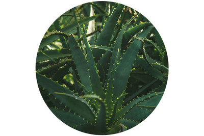 Ingredient Spotlight: The Benefits of Aloe Vera in Skincare