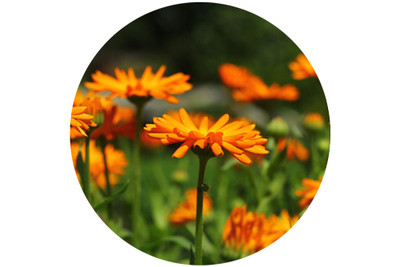 Ingredient Spotlight: The Benefits of Calendula in Skincare