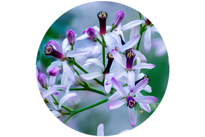 Ingredient Spotlight: The Benefits of Cape Lilac in Skincare