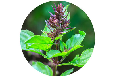 Ingredient Spotlight: The Benefits of Holy Basil in Skincare