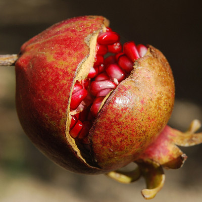 The Skin Benefits of Pomegranate Oil