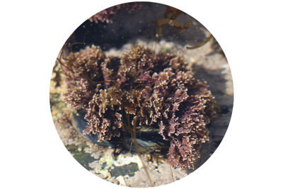 Ingredient Spotlight: The Benefits of Red Seaweed in Skincare