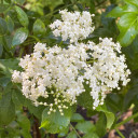 #2 American Elderberry (FREE) Limit (1)