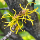 #2 Common Witchhazel (FREE) Limit (1)