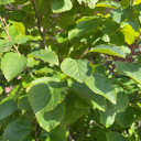 #2 Common Witchhazel (FREE) Limit (1)