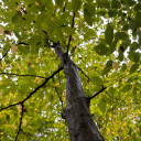 #1 Musclewood (FREE) Limit (1)