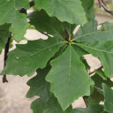 #1 Swamp White Oak (FREE) Limit (1)