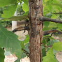 #1 Swamp White Oak (FREE) Limit (1)