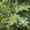 #5 Red Oak (DISCOUNTED)