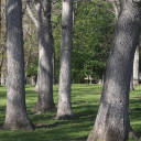 #5 White Oak (DISCOUNTED)