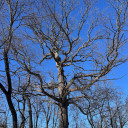 #5 White Oak (DISCOUNTED)