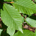 #5 American Beech (DISCOUNTED)