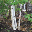 #5 RM Paper Birch (DISCOUNTED)