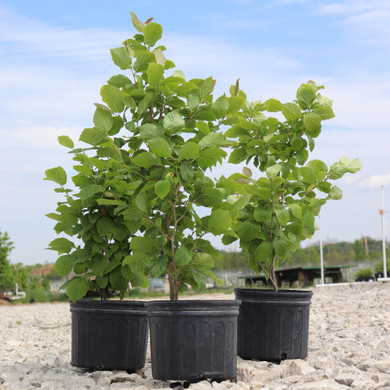 #2 Common Witchhazel (FREE) Limit (1)