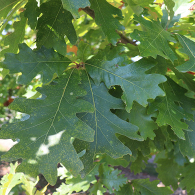 #5 White Oak (DISCOUNTED)
