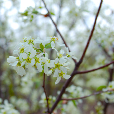 #5 RM Allegheny Serviceberry - Shrub Form (DISCOUNTED)
