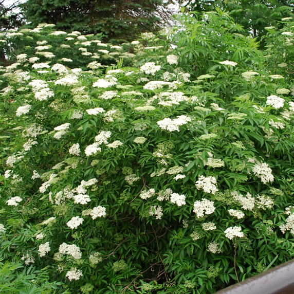 #2 American Elderberry (FREE) Limit (1)