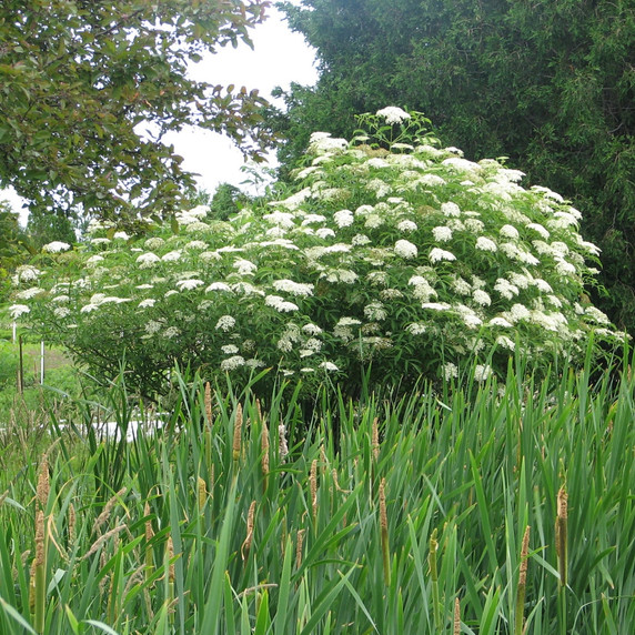 #2 American Elderberry (FREE) Limit (1)
