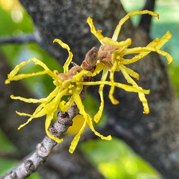 #2 Common Witchhazel (FREE) Limit (1)
