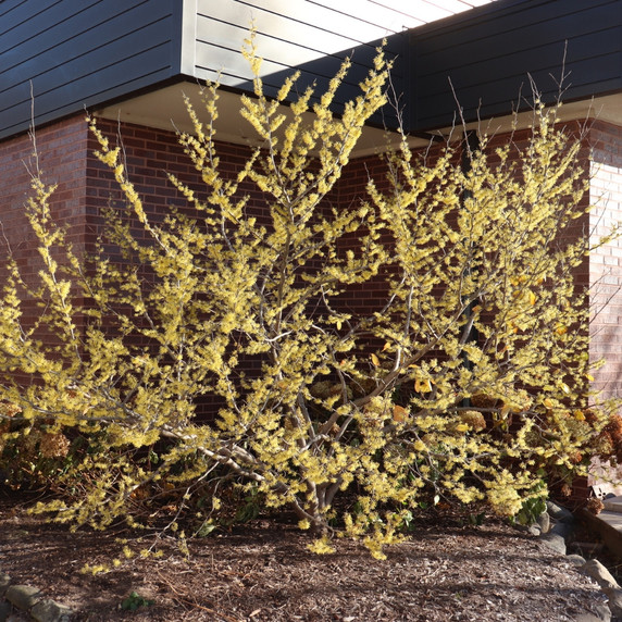 #2 Common Witchhazel (FREE) Limit (1)