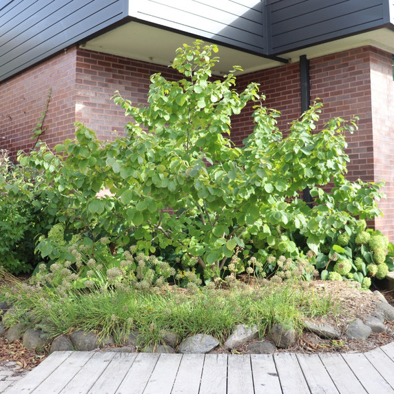 #2 Common Witchhazel (FREE) Limit (1)