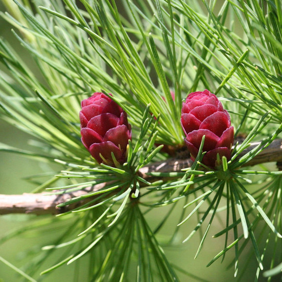 #1 Tamarack (FREE) Limit (1)