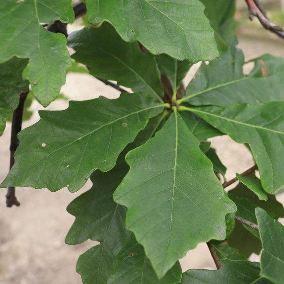 #1 Swamp White Oak (FREE) Limit (1)