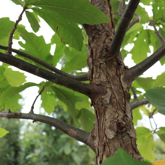 #1 Swamp White Oak (FREE) Limit (1)
