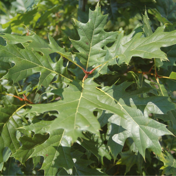 #5 Red Oak (DISCOUNTED)